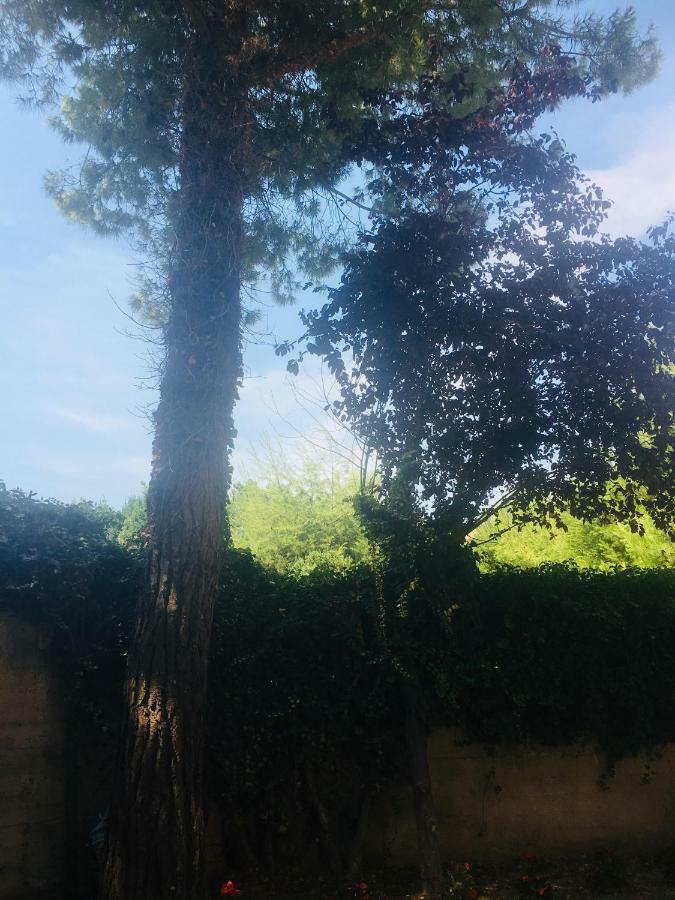 Porto SantʼElpidioLa Casa Di Nonno Giulio住宿加早餐旅馆 外观 照片